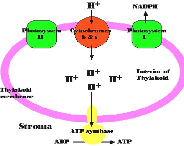 schema vorming ATP en NADPH