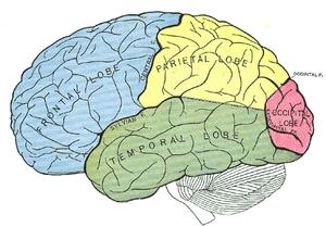 Indeling van de hersenkwabben.
De frontaalkwab is met blauw aangegeven